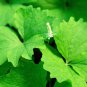 10 Seeds VANILLA LEAF Achlys Triphylla Fragrant Shade Groundcover White Flower (Seeds)