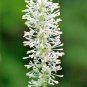 10 Seeds VANILLA LEAF Achlys Triphylla Fragrant Shade Groundcover White Flower (Seeds)