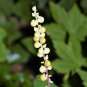 10 Seeds VANILLA LEAF Achlys Triphylla Fragrant Shade Groundcover White Flower (Seeds)