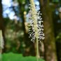 10 Seeds VANILLA LEAF Achlys Triphylla Fragrant Shade Groundcover White Flower (Seeds)