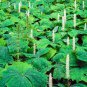 10 Seeds VANILLA LEAF Achlys Triphylla Fragrant Shade Groundcover White Flower (Seeds)