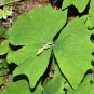 10 Seeds VANILLA LEAF Achlys Triphylla Fragrant Shade Groundcover White Flower (Seeds)