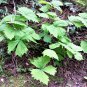 10 Seeds VANILLA LEAF Achlys Triphylla Fragrant Shade Groundcover White Flower (Seeds)