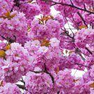 10 Seeds JAPANESE FLOWERING CHERRY Tree Oriental Prunus Serrulata Flower (Seeds) 10 Seeds JAPANESE FLOWERING CHERRY Tree Oriental Prunus Serrulata Flower (Seeds)