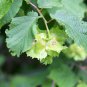 5 Seeds AMERICAN HAZELNUT TREE aka Filbert Corylus Americana Fruit Nut (Seeds)