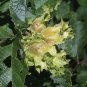 5 Seeds AMERICAN HAZELNUT TREE aka Filbert Corylus Americana Fruit Nut (Seeds)