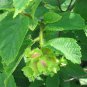 5 Seeds AMERICAN HAZELNUT TREE aka Filbert Corylus Americana Fruit Nut (Seeds)