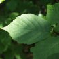 5 Seeds AMERICAN HAZELNUT TREE aka Filbert Corylus Americana Fruit Nut (Seeds)