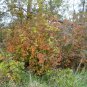 5 Seeds AMERICAN HAZELNUT TREE aka Filbert Corylus Americana Fruit Nut (Seeds)
