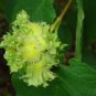 5 Seeds AMERICAN HAZELNUT TREE aka Filbert Corylus Americana Fruit Nut (Seeds)