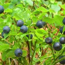 20 Seeds COMMON BILBERRY Fruit Shrub European Blueberry Vaccinium Myrtillus (Seeds)