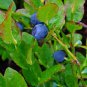 20 Seeds COMMON BILBERRY Fruit Shrub European Blueberry Vaccinium Myrtillus (Seeds)