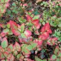 20 Seeds COMMON BILBERRY Fruit Shrub European Blueberry Vaccinium Myrtillus (Seeds)