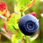 20 Seeds COMMON BILBERRY Fruit Shrub European Blueberry Vaccinium Myrtillus (Seeds)