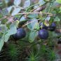 20 Seeds COMMON BILBERRY Fruit Shrub European Blueberry Vaccinium Myrtillus (Seeds)