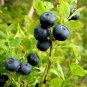 20 Seeds COMMON BILBERRY Fruit Shrub European Blueberry Vaccinium Myrtillus (Seeds)
