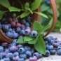 20 Seeds COMMON BILBERRY Fruit Shrub European Blueberry Vaccinium Myrtillus (Seeds)