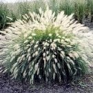 30 Seeds WHITE FOUNTAIN GRASS Pennisetum Villosum Ornamental Flower (Seeds)