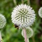 20 Seeds Silver GIANT GLOBE THISTLE Echinops Sphaerocephalus Silver White Flower (Seeds)