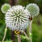 20 Seeds Silver GIANT GLOBE THISTLE Echinops Sphaerocephalus Silver White Flower (Seeds)