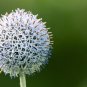 20 Seeds Silver GIANT GLOBE THISTLE Echinops Sphaerocephalus Silver White Flower (Seeds)
