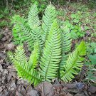 1500 Seeds Western SWORD FERN Polystichum Munitum Giant Holly Swordfern Spores (Seeds)