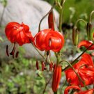 10 Seeds CORAL LILY Siberian Turk's Cap Lilium Pumilum Coral Red Fragrant Flower (Seeds)