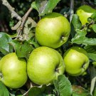 25 Seeds ANTONOVKA APPLE TREE Malus Pumila Antonovka Yellow Green Fruit Tree (Seeds) 25 Seeds ANTONOVKA APPLE TREE Malus Pumila Antonovka Yellow Green Fruit Tree (Seeds)