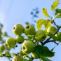 25 Seeds ANTONOVKA APPLE TREE Malus Pumila Antonovka Yellow Green Fruit Tree (Seeds)