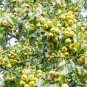 25 Seeds ANTONOVKA APPLE TREE Malus Pumila Antonovka Yellow Green Fruit Tree (Seeds)