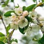 25 Seeds ANTONOVKA APPLE TREE Malus Pumila Antonovka Yellow Green Fruit Tree (Seeds)