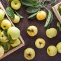 25 Seeds ANTONOVKA APPLE TREE Malus Pumila Antonovka Yellow Green Fruit Tree (Seeds)