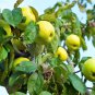 25 Seeds ANTONOVKA APPLE TREE Malus Pumila Antonovka Yellow Green Fruit Tree (Seeds)