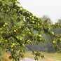 25 Seeds ANTONOVKA APPLE TREE Malus Pumila Antonovka Yellow Green Fruit Tree (Seeds)