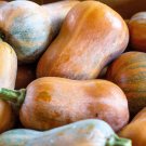 25 Seeds HONEYNUT SQUASH Honey Butternut Cucurbita Baby Buttercup Vegetable (Seeds)