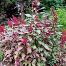250 Seeds BURGUNDY AMARANTHUS Hypochondriacus Amaranth Grain Vegetable Flower (Seeds)