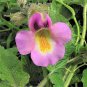10 Seeds DWARF UNICORN PLANT Devil's Claw Horn Proboscidea Pink & Yellow Flower (Seeds)
