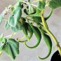 10 Seeds DWARF UNICORN PLANT Devil's Claw Horn Proboscidea Pink & Yellow Flower (Seeds)