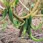 10 Seeds DWARF UNICORN PLANT Devil's Claw Horn Proboscidea Pink & Yellow Flower (Seeds)