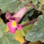10 Seeds DWARF UNICORN PLANT Devil's Claw Horn Proboscidea Pink & Yellow Flower (Seeds)