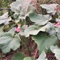 10 Seeds DWARF UNICORN PLANT Devil's Claw Horn Proboscidea Pink & Yellow Flower (Seeds)