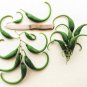 10 Seeds DWARF UNICORN PLANT Devil's Claw Horn Proboscidea Pink & Yellow Flower (Seeds)