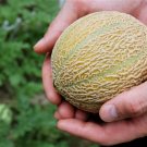 100 Seeds Minnesota MIDGET CANTALOUPE MELON Cucumis Melo Reticulatus Fruit (Seeds)