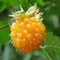 20 Seeds SALMONBERRY RUSSIAN RASPBERRY Rubus Spectabilis Fruit Seeds Purple Flowers (Seeds)