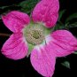 20 Seeds SALMONBERRY RUSSIAN RASPBERRY Rubus Spectabilis Fruit Seeds Purple Flowers (Seeds)