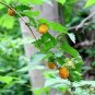20 Seeds SALMONBERRY RUSSIAN RASPBERRY Rubus Spectabilis Fruit Seeds Purple Flowers (Seeds)