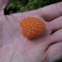 20 Seeds SALMONBERRY RUSSIAN RASPBERRY Rubus Spectabilis Fruit Seeds Purple Flowers (Seeds)