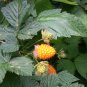 20 Seeds SALMONBERRY RUSSIAN RASPBERRY Rubus Spectabilis Fruit Seeds Purple Flowers (Seeds)