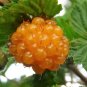 20 Seeds SALMONBERRY RUSSIAN RASPBERRY Rubus Spectabilis Fruit Seeds Purple Flowers (Seeds)