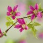 20 Seeds SALMONBERRY RUSSIAN RASPBERRY Rubus Spectabilis Fruit Seeds Purple Flowers (Seeds)